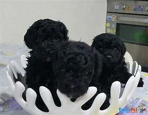 Animal welfare advocacy