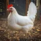 CHICKEN44