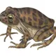SomiFrog
