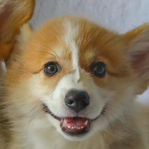 Medieval knights tales