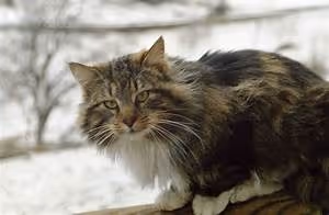 Japanese geisha traditions