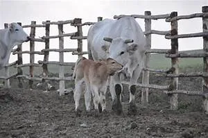 Aspirations pursuit journey