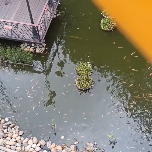 ikan nila