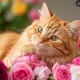 somi cat