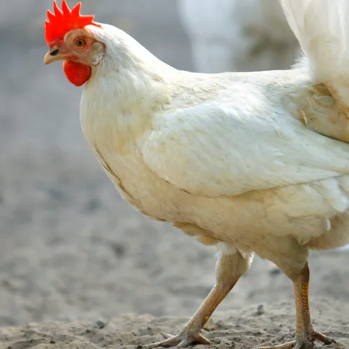 ZakiImam