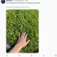 grass