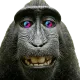 qwr