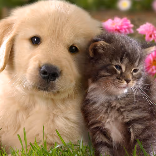 DogsandCats
