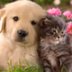 DogsandCats