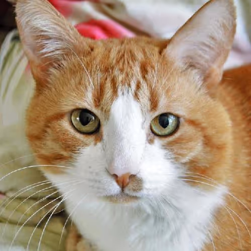 Interplanetary civilizations