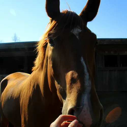 Protecting furry friends