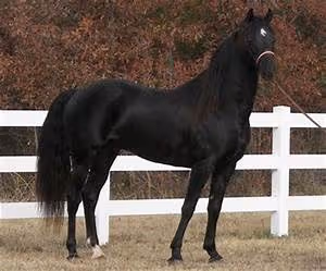 Protecting furry friends