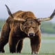 Bull