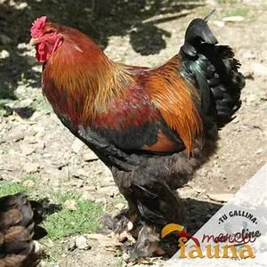 Rock climbing challenges