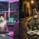 BROKE CAT