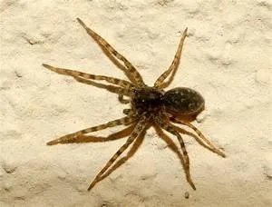 Ancient martial arts mastery