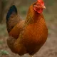 Balt's Chicken