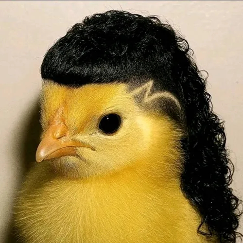 chicken