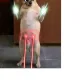 Doggo 