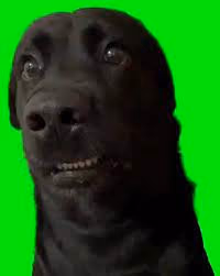 vsvsdvsdvds
