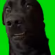 vsvsdvsdvds