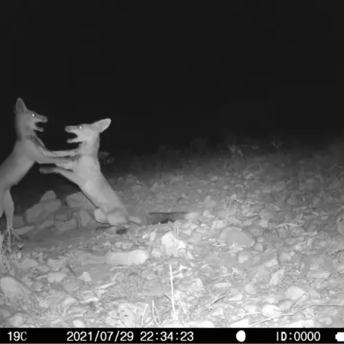foxys