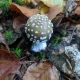 Baby mushroom