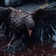 raven0