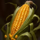 Corny Corn