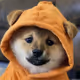 DOG GO TO THE MOON