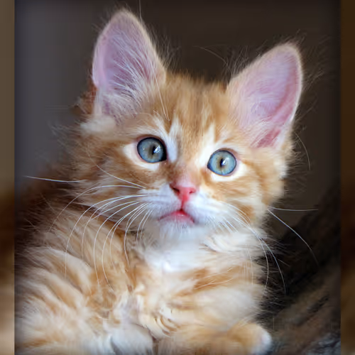 mimiq