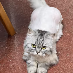 cat