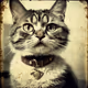 Meow