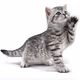 blackcat
