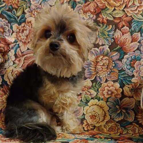 My Dog