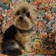 My Dog