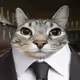 Busy Cat