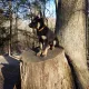 MarleyGSD
