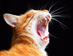 SONE CAT #1104