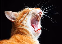 SONE CAT #1972
