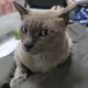 kitty