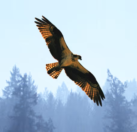 Omni Eagle on Soneium