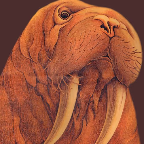 Walrus