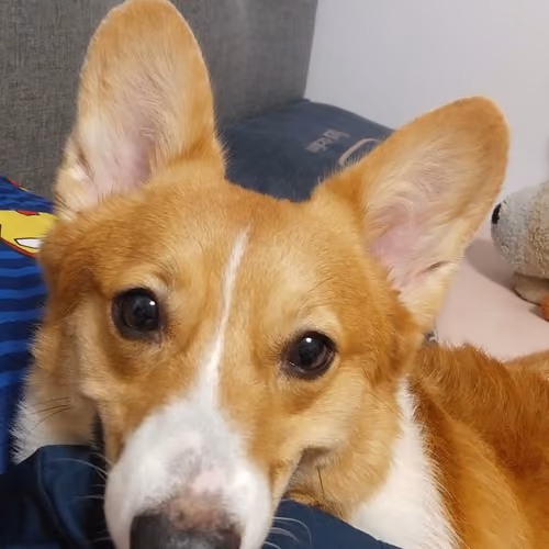 Ether corgi #1