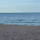 The Sea