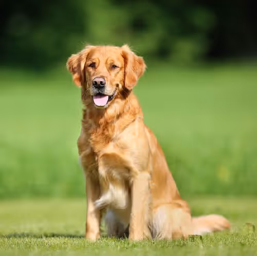 Sonium dog