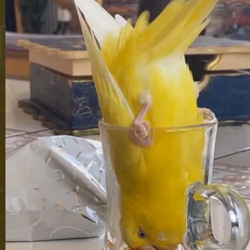 boncuk