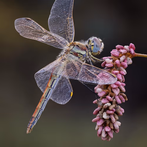 DRAGON FLY