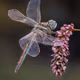 DRAGON FLY