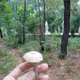 munti